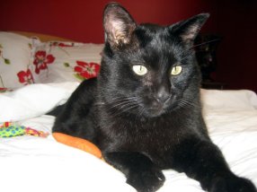 20767_350396560621_1453806_n